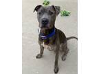 Adopt *VALENTINO* a Gray/Silver/Salt & Pepper - with White American Pit Bull