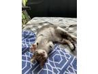 Adopt Tomo a Spotted Tabby/Leopard Spotted Siamese / Mixed (short coat) cat in