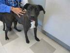 Adopt SNOOP a Black - with White Pointer / Mixed dog in Oklahoma City