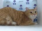 Adopt CODY a Orange or Red (Mostly) Domestic Shorthair / Mixed (short coat) cat