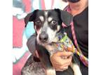 Adopt Reba a Black - with White Dachshund / Mixed dog in Oakland, CA (33753850)