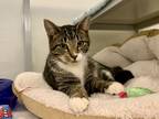 Adopt Radford a Domestic Shorthair / Mixed (short coat) cat in Raleigh