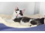Adopt Honey Maid a Domestic Shorthair / Mixed (short coat) cat in Raleigh