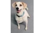 Adopt Annabell! Sweet Senior Girl! a White - with Tan, Yellow or Fawn Beagle /