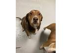 Adopt TOBY a Tricolor (Tan/Brown & Black & White) Beagle / Mixed dog in Norfolk