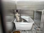 Adopt OLIVER A Gray, Blue Or Silver Tabby Domestic Shorthair / Mixed (short