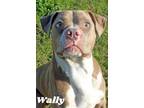 Adopt Wally a Tan/Yellow/Fawn American Pit Bull Terrier / Mixed dog in Gulfport