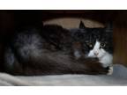 Adopt River**bonded With Creek** a Domestic Mediumhair / Mixed cat in Sechelt