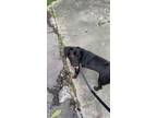Adopt Roscoe a Black - with White Labrador Retriever / Beagle / Mixed dog in