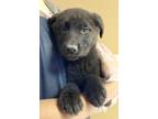 Adopt Wayne a Black Border Collie / Mixed dog in Morton Grove, IL (33756950)