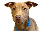 Adopt Zoey a Brown/Chocolate Mixed Breed (Medium) / Mixed dog in Reno