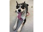 Adopt Mindy a Blue Heeler / Mixed dog in Lincoln, NE (33756865)