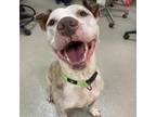 Adopt Diesel A American Staffordshire Terrier / Catahoula Leopard Dog / Mixed