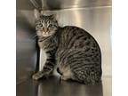 Adopt Rylan a Gray or Blue Domestic Shorthair / Mixed cat in League City