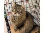 Adopt Mufasa a Brown or Chocolate Domestic Longhair / Domestic Shorthair / Mixed
