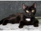 Adopt Oxford a All Black Domestic Shorthair / Domestic Shorthair / Mixed cat in