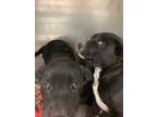 Adopt Zealand PROCB 1-26-22 A Black Labrador Retriever / Mixed Dog In San