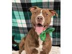 Adopt Hansel a Pit Bull Terrier / Mixed dog in Lancaster, OH (33749565)