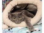 Adopt Hotch a Gray or Blue Domestic Shorthair / Domestic Shorthair / Mixed cat