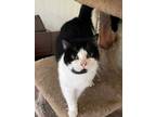Adopt Manson a White Domestic Shorthair / Domestic Shorthair / Mixed cat in El