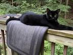 Adopt Smoothy a All Black Domestic Shorthair / Mixed (short coat) cat in Upper