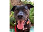 Adopt Halsey a Black Labrador Retriever / American Staffordshire Terrier / Mixed