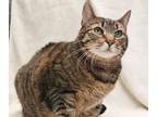 Adopt Bella a Brown Tabby Domestic Shorthair (short coat) cat in Forked River