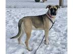 Adopt Bella a Tan/Yellow/Fawn Husky / Shepherd (Unknown Type) / Mixed dog in
