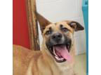 Adopt Spooky a Great Dane / Shepherd (Unknown Type) / Mixed dog in Greenville
