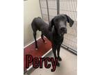 Adopt Percy 22859 a Black Great Dane dog in Joplin, MO (33749475)