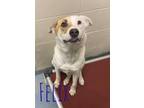 Adopt Felix 22822 a Gray/Blue/Silver/Salt & Pepper Pit Bull Terrier dog in
