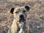 Adopt ROSE a Brindle American Pit Bull Terrier / Mixed dog in Charlotte