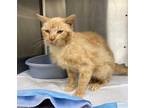 Adopt FREYA a Orange or Red Tabby Domestic Shorthair / Mixed (short coat) cat in