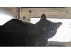 Adopt PUMPKIN a All Black Domestic Shorthair / Mixed (short coat) cat in