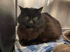 Adopt COLE a All Black Domestic Longhair / Mixed (long coat) cat in Martinez