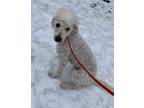 Adopt OTTO a White Poodle (Standard) / Labrador Retriever / Mixed dog in Crystal