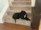 Adopt HOPSCOTCH A Black - With White Labrador Retriever / Mixed Dog In