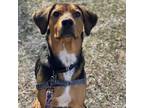 Adopt Davis a Black Hound (Unknown Type) / Mixed dog in Reisterstown