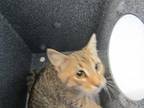 Adopt Jynx a Brown or Chocolate Domestic Shorthair (short coat) cat in