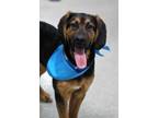 Adopt Rolo A Black Bloodhound / German Shepherd Dog / Mixed Dog In Pequot Lakes