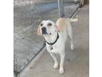 Adopt Glory Keeper a Labrador Retriever / Mixed dog in Barrington, RI (33754647)