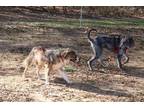 Adopt Peggy Sue a Australian Cattle Dog / Mixed dog in Barrington, RI (33754648)