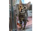 Adopt Meg a All Black Domestic Shorthair / Domestic Shorthair / Mixed cat in
