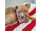 Adopt Sinbad a Brown/Chocolate Mixed Breed (Large) / Mixed dog in Lansing
