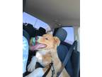Adopt Canelo a Red/Golden/Orange/Chestnut - with White Border Collie /