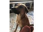Adopt Logan a Tan/Yellow/Fawn Black Mouth Cur / Mixed dog in Camp Hill