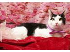 Adopt Cal a Black & White or Tuxedo Domestic Shorthair (short coat) cat in