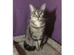 Adopt Annie a Brown Tabby Domestic Shorthair (short coat) cat in Alamo