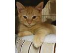 Adopt BUTTER a Orange or Red Tabby Domestic Shorthair / Mixed (short coat) cat