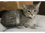 Adopt CLOVER a Gray, Blue or Silver Tabby Domestic Shorthair / Mixed (short
